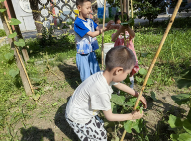 趣搭葫芦架，劳动乐成长